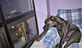 Cane corso italian mastiff guard night window