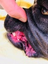 Cane corso italian mastiff gum inflamation tooth