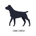 Cane Corso or Italian Mastiff. Large purebred dog of short-haired guardian breed isolated on white background. Beautiful