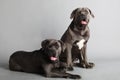 Cane Corso Italiano Couple