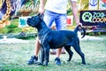 Cane corso italiano dog exhibition Sofia, Cane Corso Sofia Cup September 23 2018