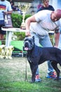 Cane corso italiano dog exhibition Sofia, Cane Corso Sofia Cup September 23 2018