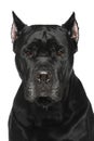 Cane Corso Italiano. Portrait on white background Royalty Free Stock Photo