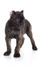 Cane Corso Italiano puppy Royalty Free Stock Photo