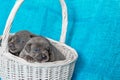 Cute puppies Cane Corso in a basket. Blue background Royalty Free Stock Photo