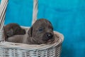 Cute puppies Cane Corso in a basket. Blue background Royalty Free Stock Photo