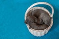 Cane Corso Italiano puppy sitting in basket Royalty Free Stock Photo