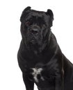 Cane Corso looking at the camera, isolated on white Royalty Free Stock Photo