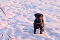 Cane Corso looking at the camera and stands on the snow Royalty Free Stock Photo