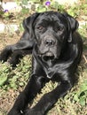 Cane Corso Royalty Free Stock Photo