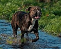 Cane corso male jumping happily in a stream Royalty Free Stock Photo