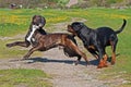 Cane corso male and Rottweiler female play Royalty Free Stock Photo