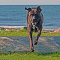 Cane corso male runs happy Royalty Free Stock Photo