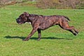 Cane corso male runs happy Royalty Free Stock Photo