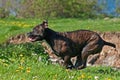 Cane corso male runs happy Royalty Free Stock Photo