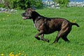 Cane corso male runs happy Royalty Free Stock Photo