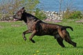 Cane corso male runs happy Royalty Free Stock Photo