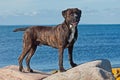 Cane corso male stands stately on a rocks Royalty Free Stock Photo