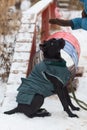 Cane Corso obediently performs winter training