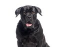 Cane corso panting and looking at camera on white background Royalty Free Stock Photo