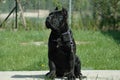 Cane corso Puppy Conan Royalty Free Stock Photo