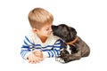 Cane Corso puppy affectionately bites boy on the nose Royalty Free Stock Photo