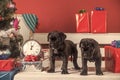 Cane corso puppy at Christmas tree and present box. Royalty Free Stock Photo