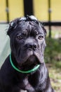 Cane-Corso puppy with cropped ears