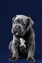 Cane Corso puppy Royalty Free Stock Photo