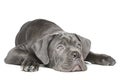 Cane Corso puppy lying on a white background Royalty Free Stock Photo