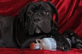 Cane corso puppy portrait with old bottle Royalty Free Stock Photo