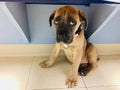 Cane Corso Puppy With Sad Eyes Under a Bench at the vet`s office