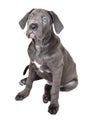 Cane corso puppy on a white background Royalty Free Stock Photo