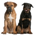 Cane Corso and a Rottweiler Royalty Free Stock Photo