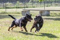 Cane corso and rottweiler Royalty Free Stock Photo