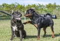 Cane corso and rottweiler Royalty Free Stock Photo