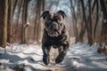 Cane Corso Running Towards the Camera in a Snowy Forest ai generation