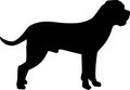 Cane Corso silhouette black