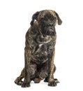 Cane Corso sitting, 8 months old Royalty Free Stock Photo