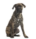 Cane Corso sitting, 8 months old, isolated Royalty Free Stock Photo