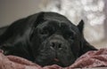 Cane Corso Sleeping Royalty Free Stock Photo