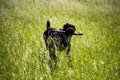 Cane Corso with a stick in his teeth runs through the grass Royalty Free Stock Photo