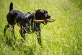 Cane Corso with a stick in his teeth runs through the grass Royalty Free Stock Photo