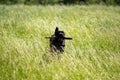 Cane Corso with a stick in his teeth runs through the grass Royalty Free Stock Photo