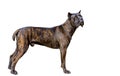 Cane Corso on white.