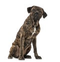 Cane Corso 2 years old Royalty Free Stock Photo