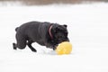 Cane Corso. Young dog plays with toys.