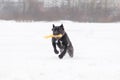 Cane Corso. Young dog plays with toys.