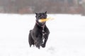 Cane Corso. Young dog plays with toys.