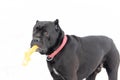 Cane Corso. Young dog plays with toys.